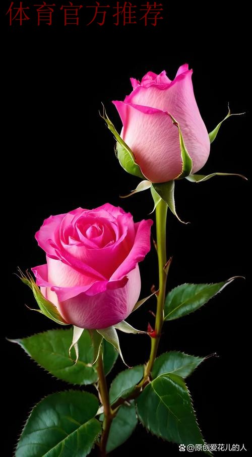 请听,玫瑰在绽放;请待,玫瑰再绽放! 请听,玫瑰在绽放;请待,玫瑰再绽放!